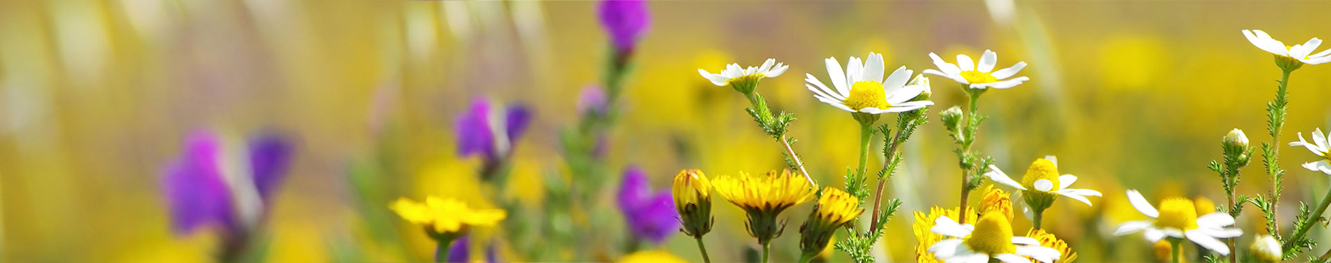 Bienenfutter