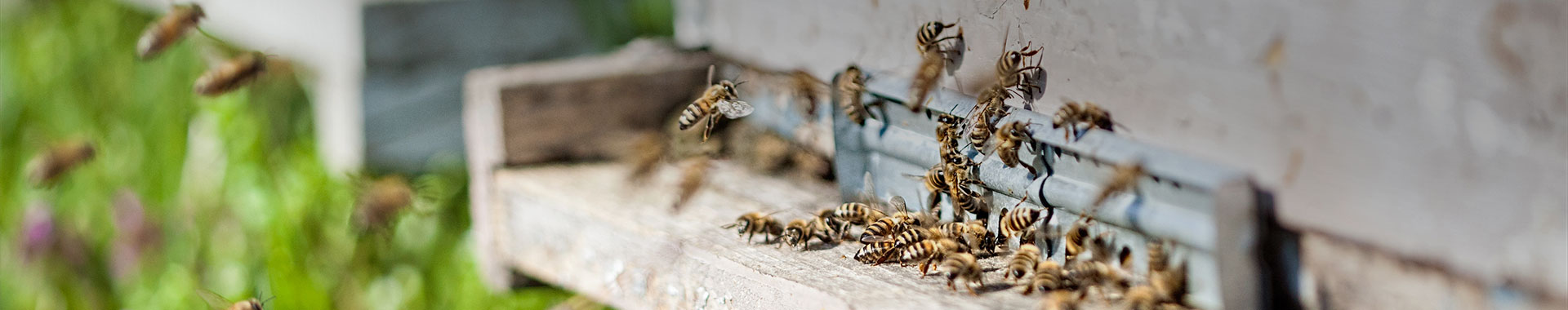 nearBees Blog