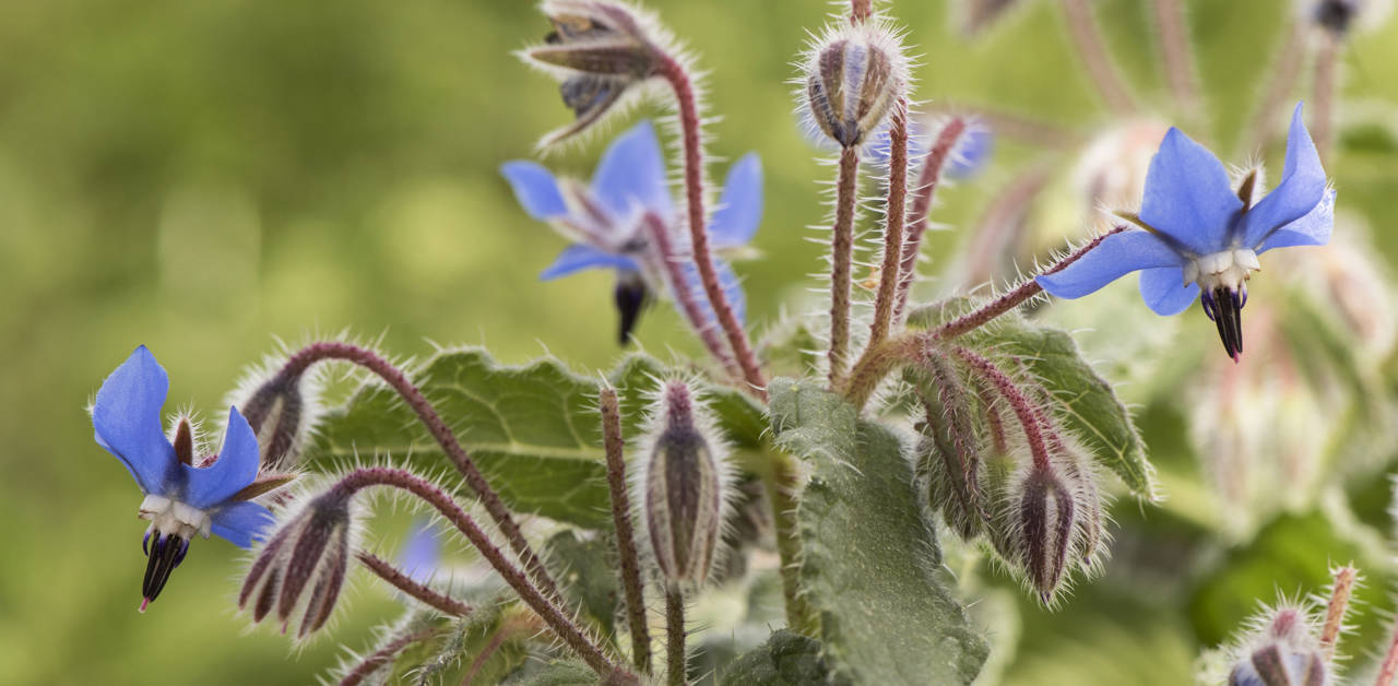 Der Borretsch nearBees