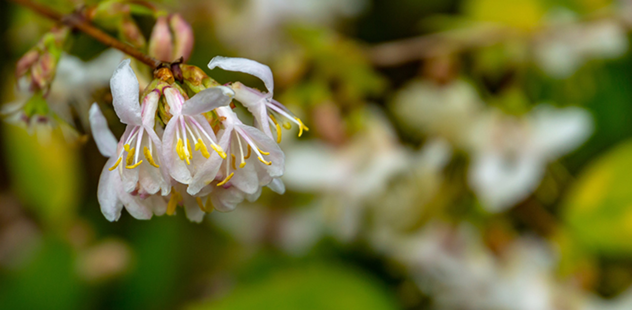 Die Winterheckenkirsche | nearBees