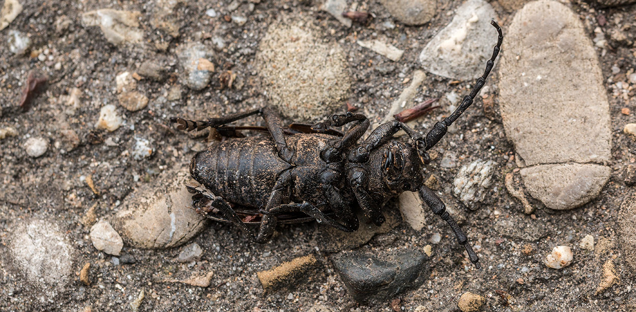 Insektensterben in Deutschland