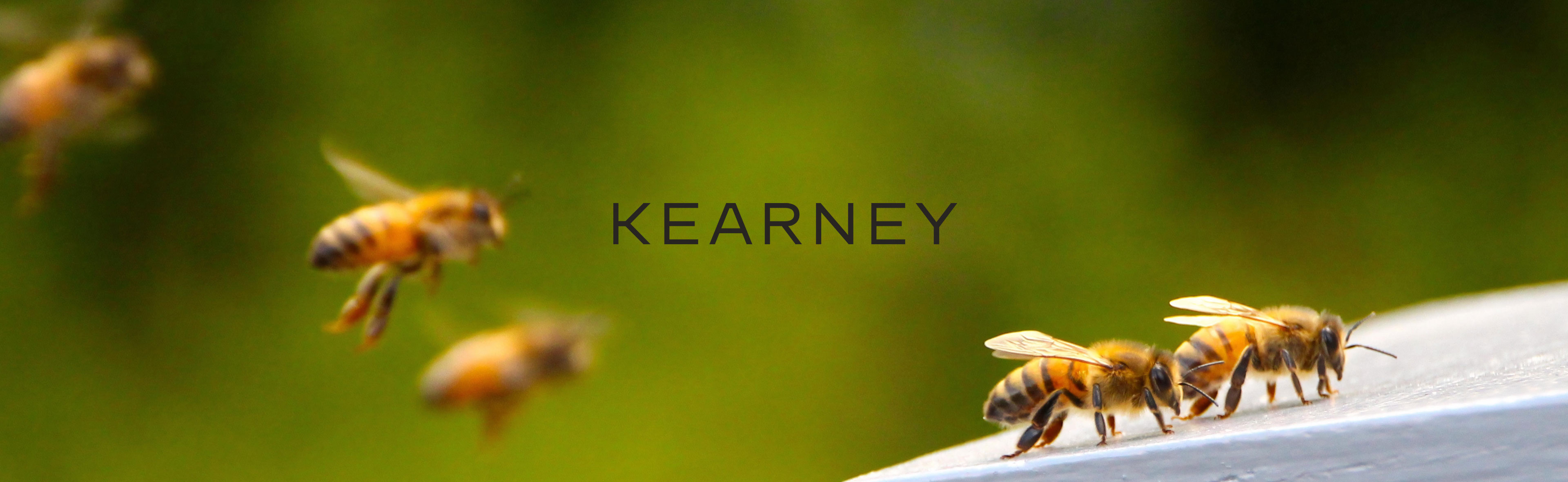 Bienenpatenschaft Kearney