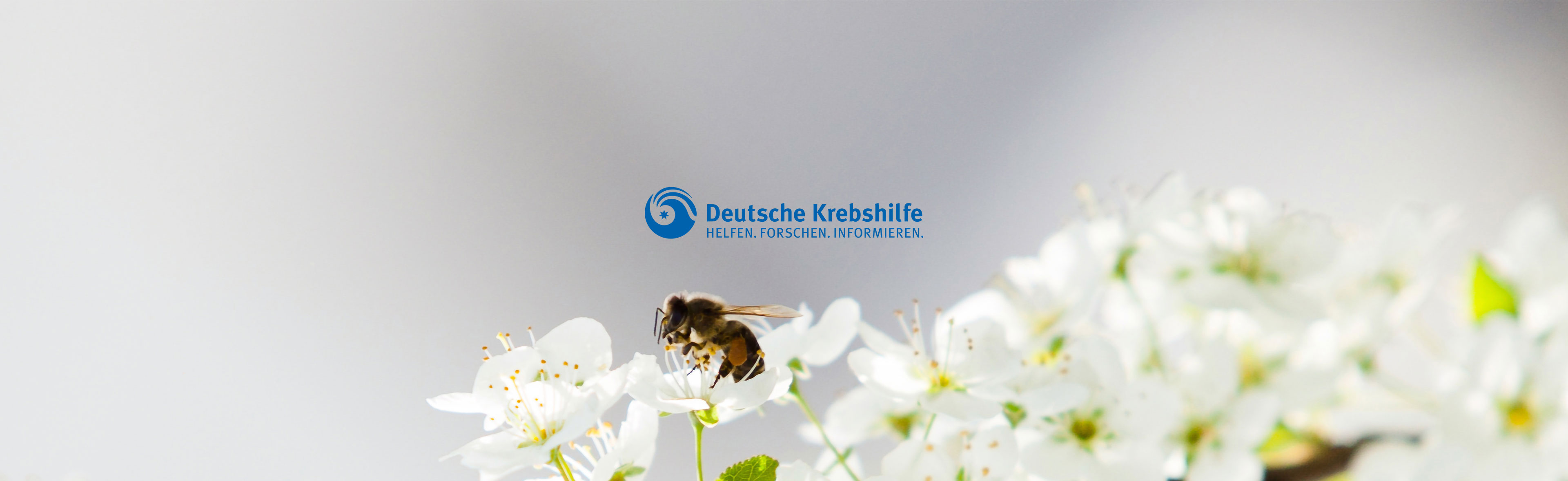 Bienenpatenschaft Deutsche Krebshilfe