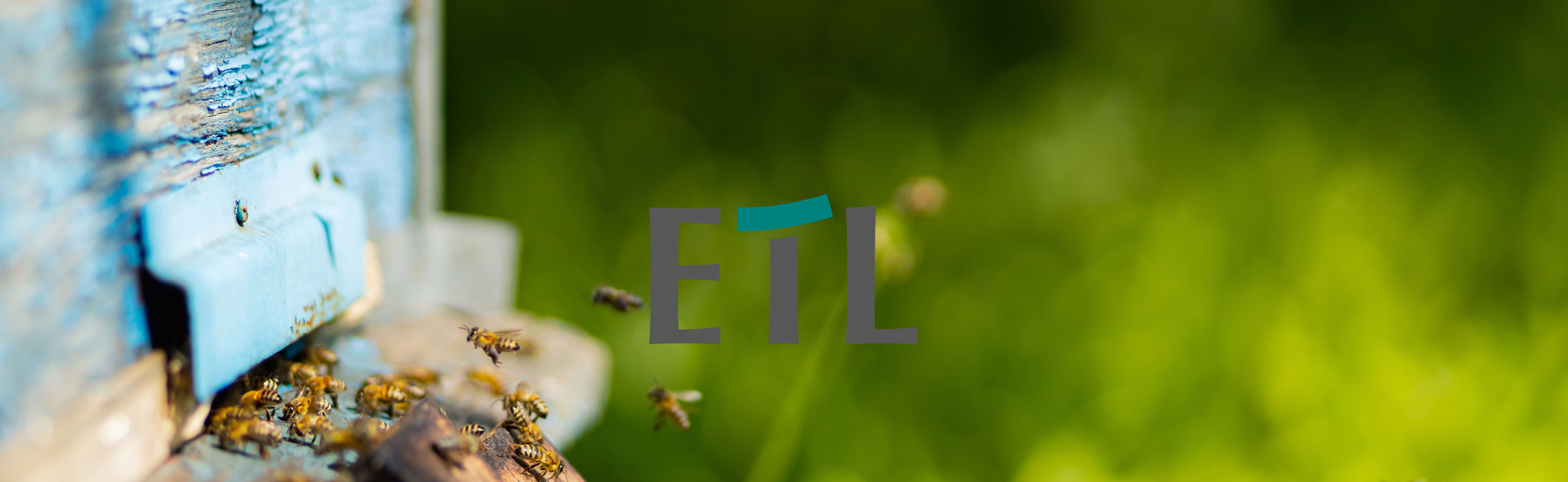 Bienenpatenschaft ETL