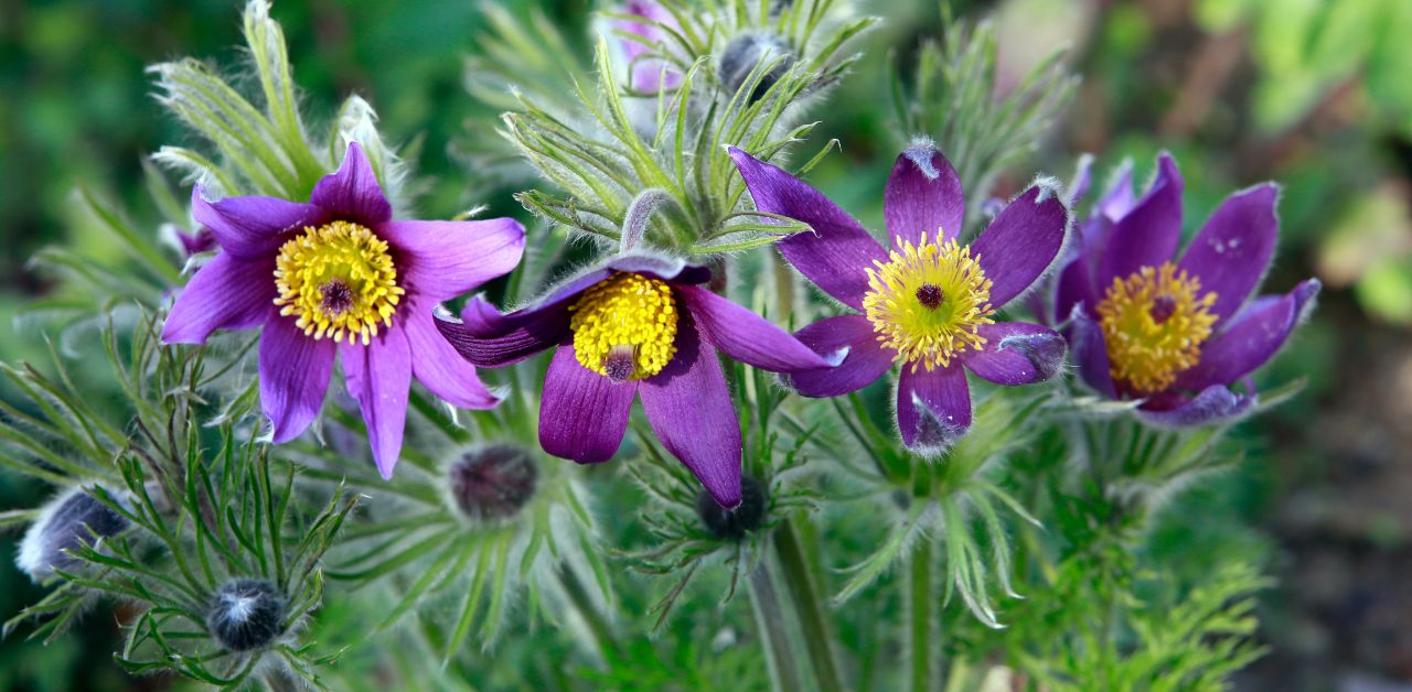 Die Kuhschelle nearBees