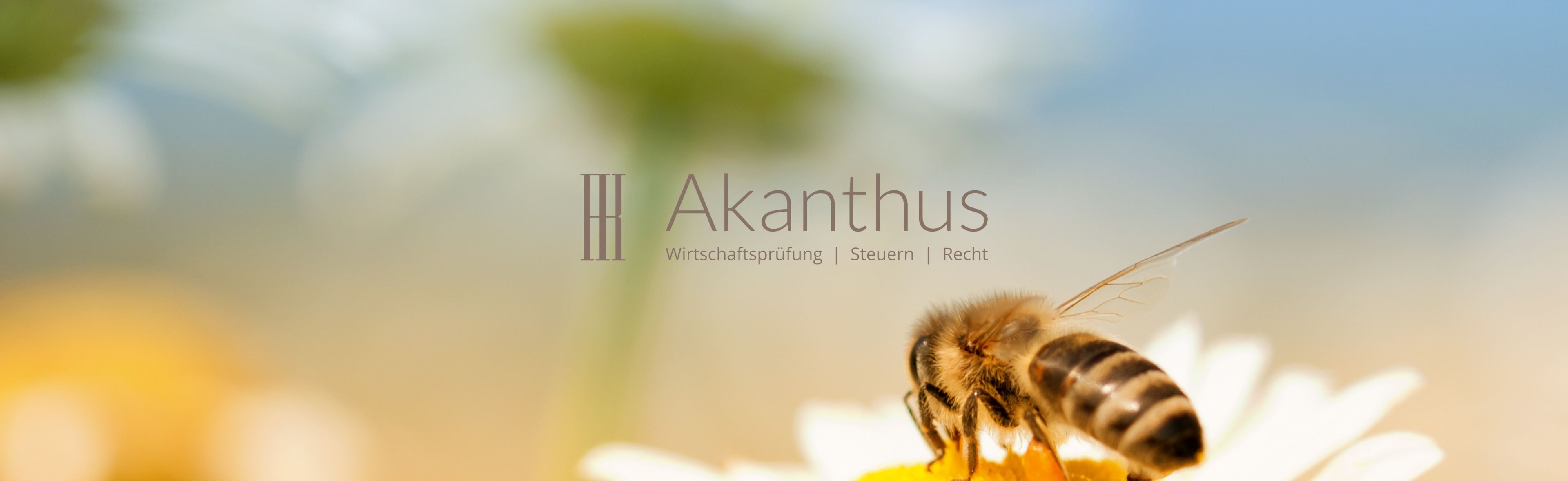 Bienenpatenschaft Akanthus
