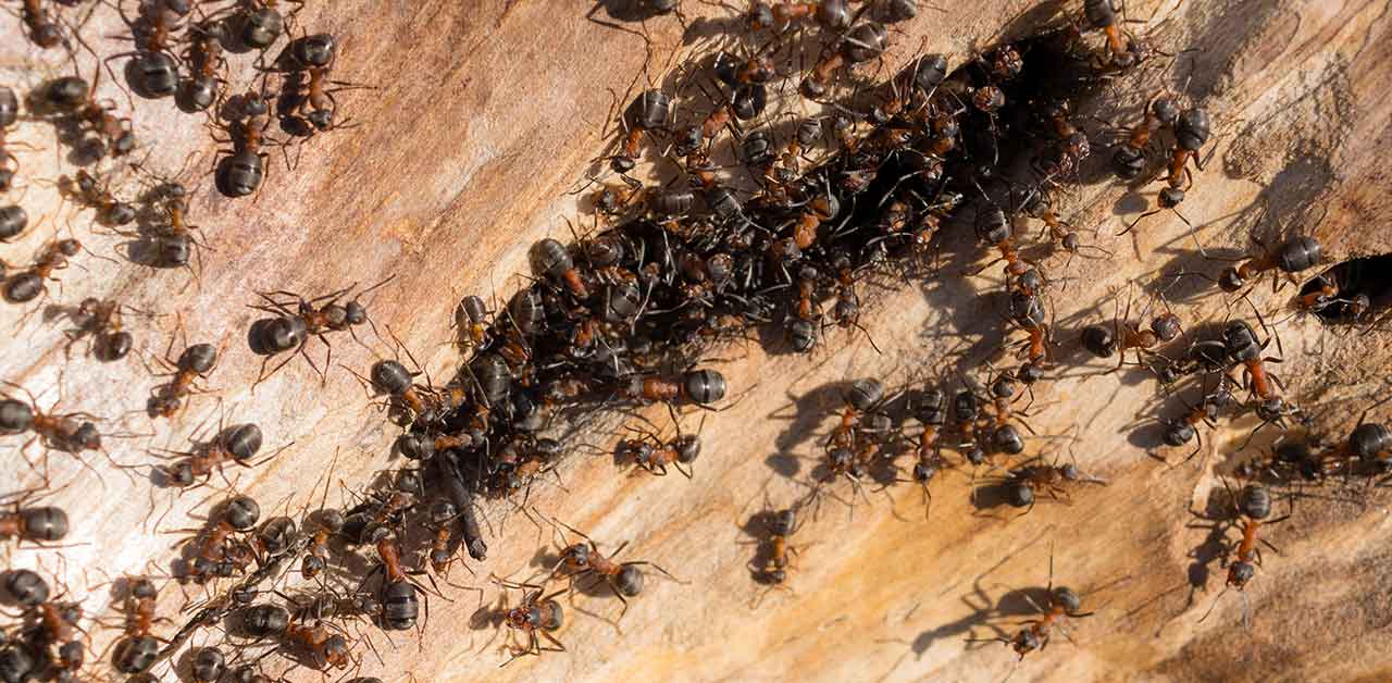 Die Honigbiene und die Waldameise | nearBees