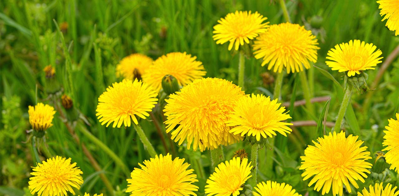 Der Löwenzahn | nearBees