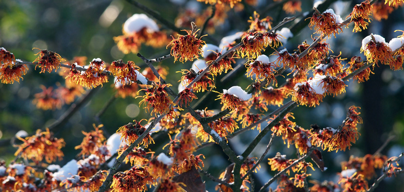 Zaubernuss im Schnee