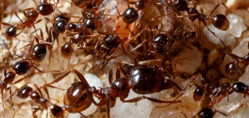 Ameisen an ihrem Bau