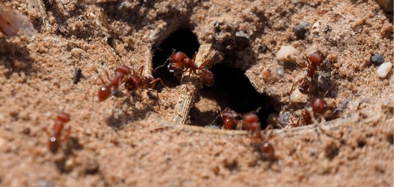 Ameisen in Australien