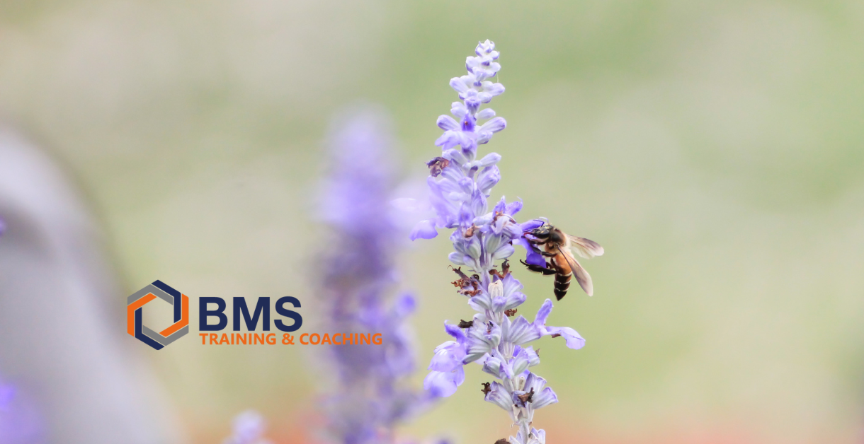 Die Patenbienen von BMS