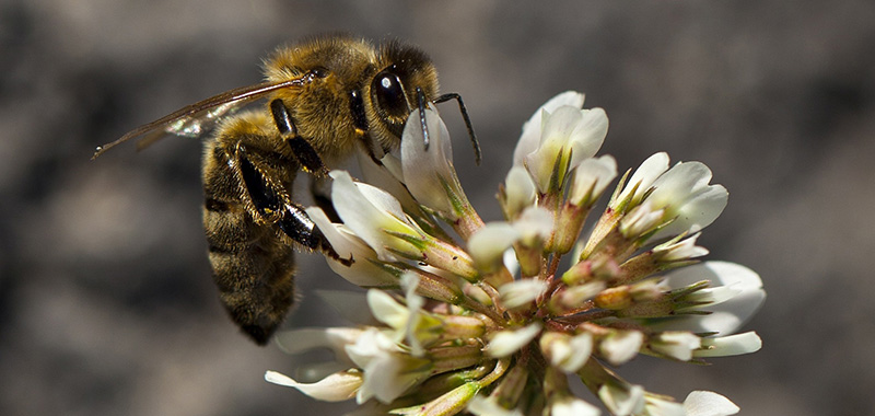 Biene auf einer Blüte