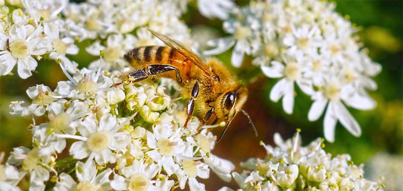 Biene auf einer Blüte