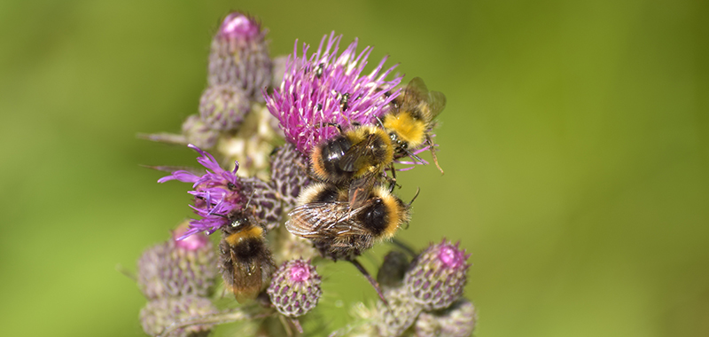 Bienen auf einer Wildblume