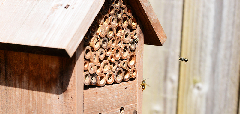 Wildbienen-Haus