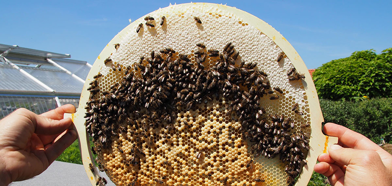 Bienenwabe aus Bienenkugel