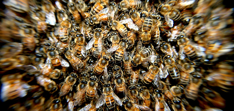 Bienenvolk