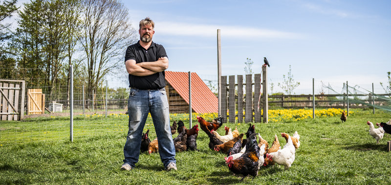 Erzeuger mit Hühnern