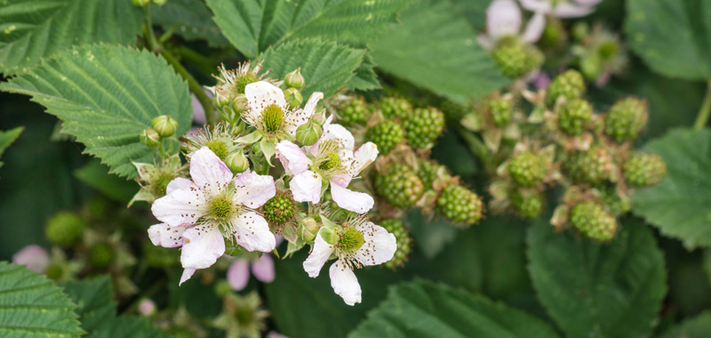 Brombeerblüten