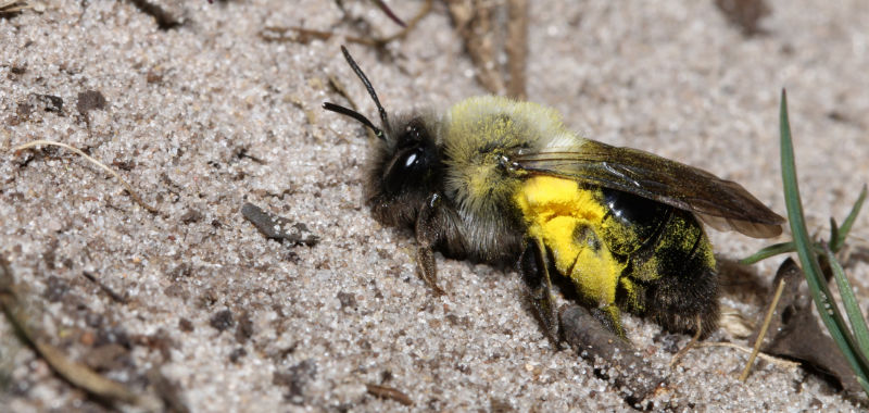 Dunkle Weidensandbiene im Sand