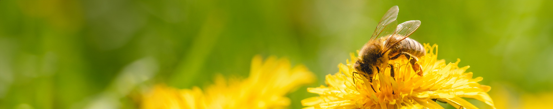 Biene auf Blume