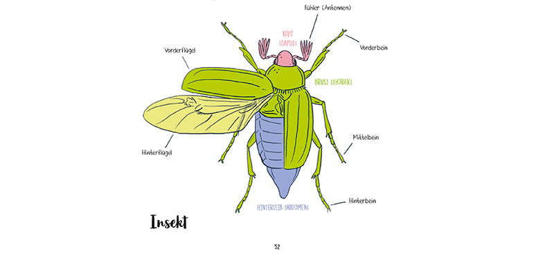 Körperbau eines Insekts