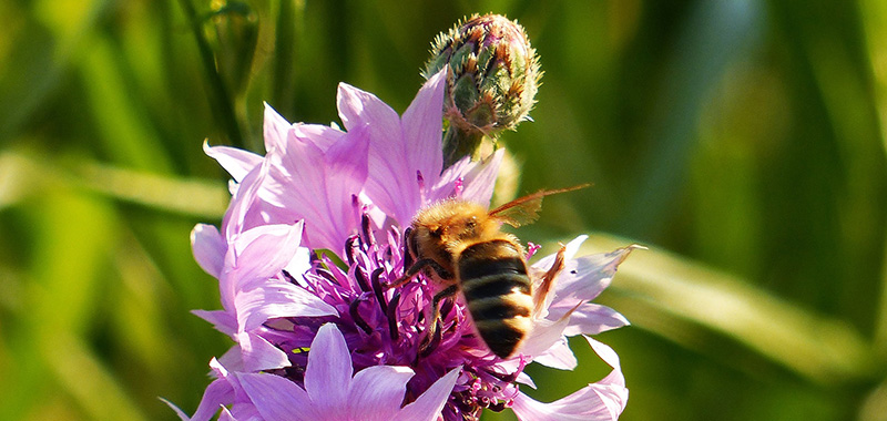 Biene auf Kornblumenblüte