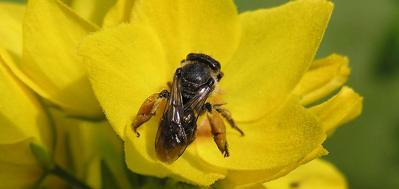 Macropis Europäa