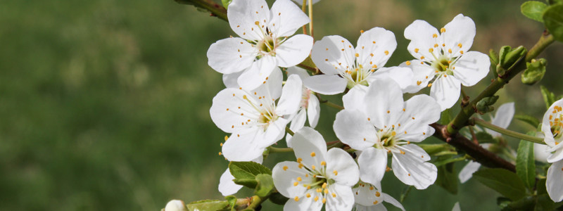 Blüten einer Süßkirsche