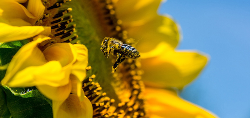 Biene auf Sonnenblume