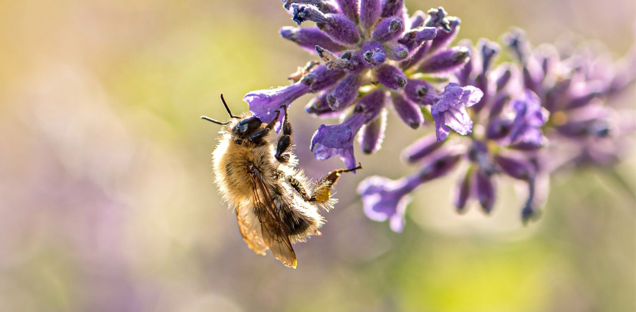 Biene an lilafarbener Blüte