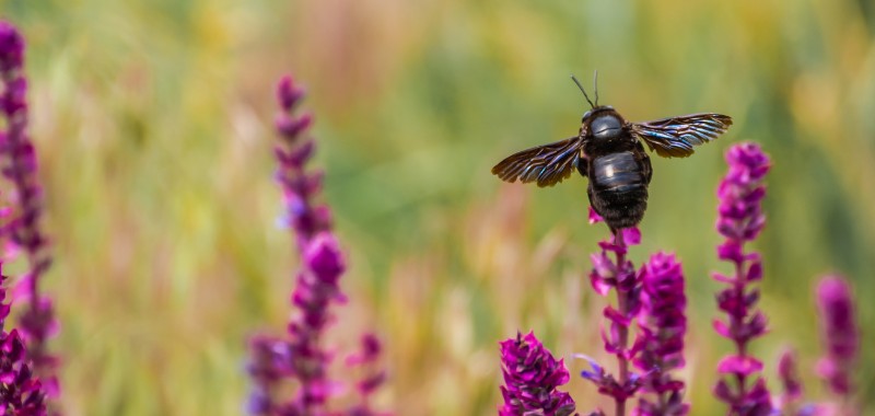 Schwarze Holzbiene auf Blume