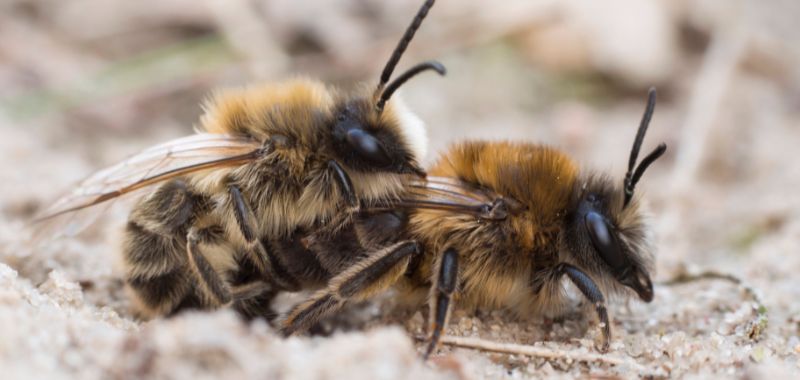 titelbild baertige sandbiene nearBees