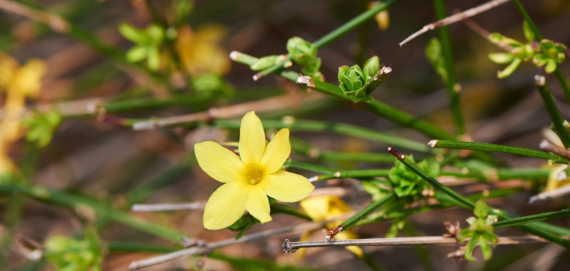 Blüte des Winterjasmins