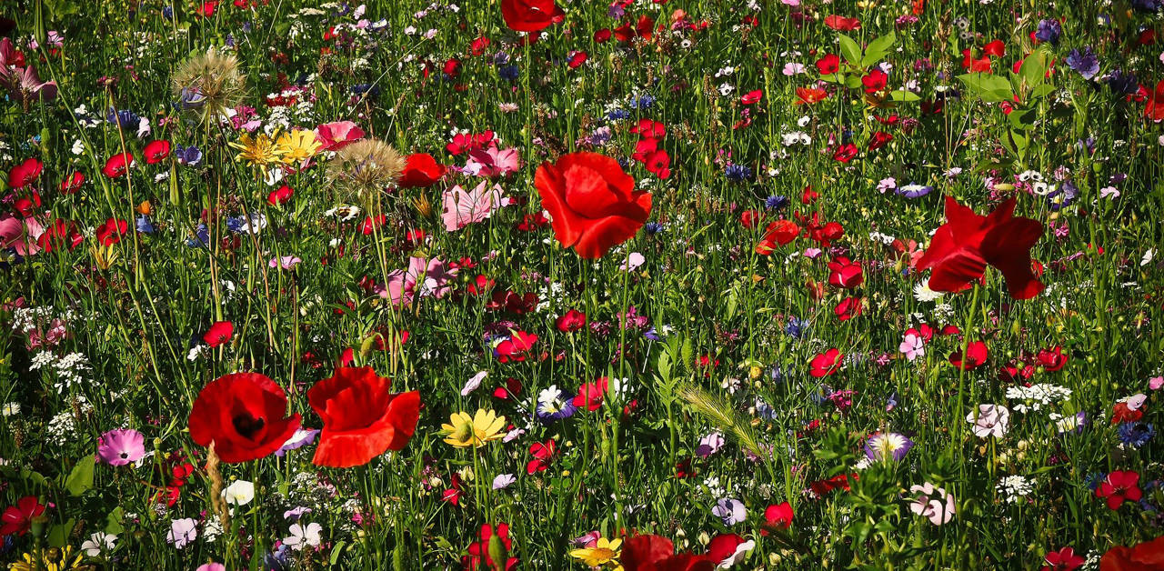 Eine bunte Blumenwiese