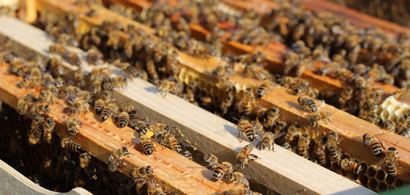 Ableger von einem Bienenvolk