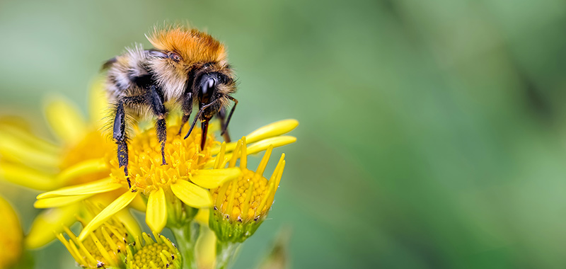 Die Ackerhummel