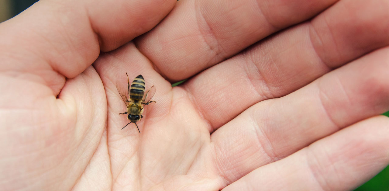 Eine Biene sitzt auf der Hand