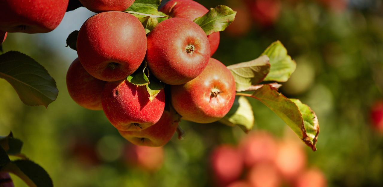 Äpfel am Baum