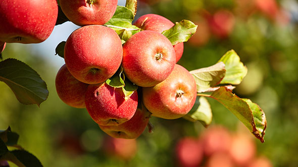 Rote Äpfel an einem Baum