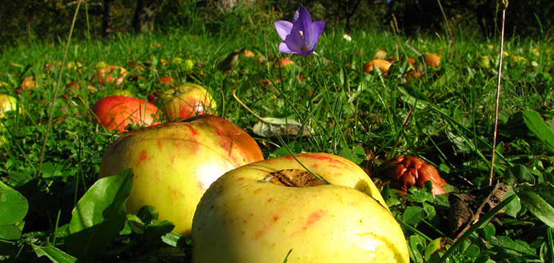 Äpfel auf einer Streuobstwiese