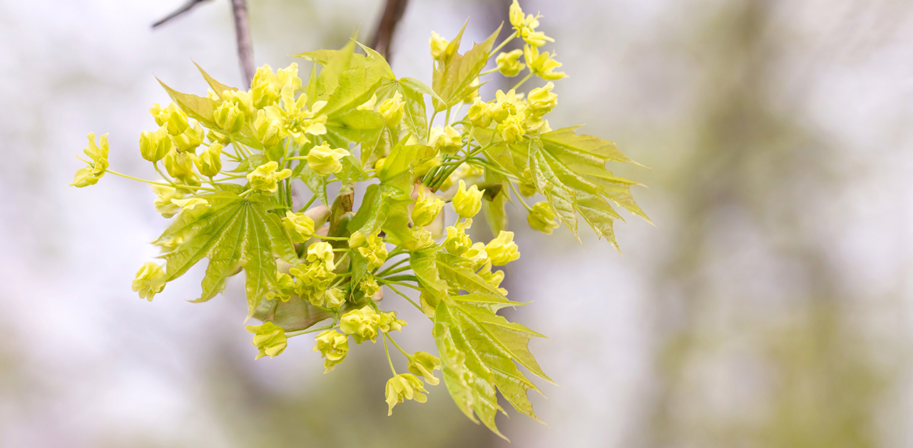 Ahornblüten an einem einzelnen Zweig