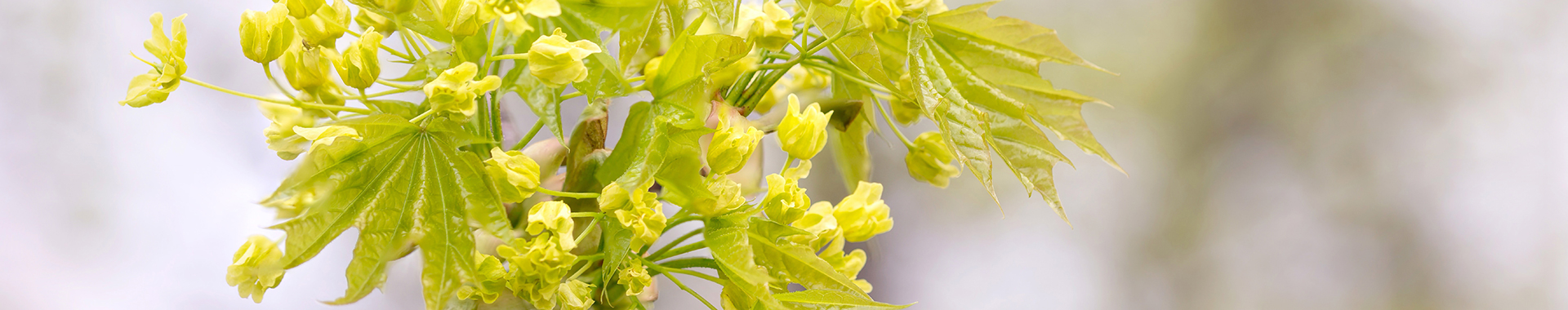 Ahornblüten an einem einzelnen Zweig