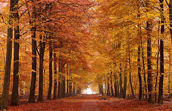 Lange Ahornallee im Herbst