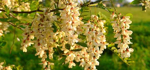 Akazienblüten an Ast