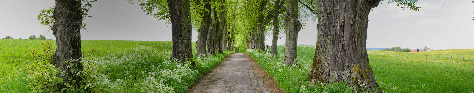 Eine von Linden gesäumte Allee