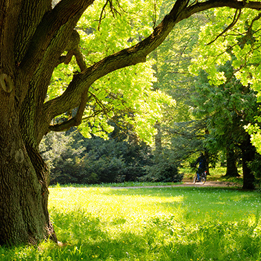 Alte Eiche im Sonnenlicht