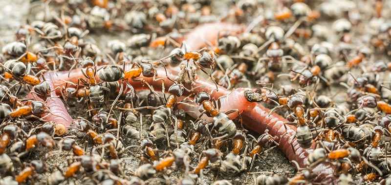 Ameisen tragen Nahrung