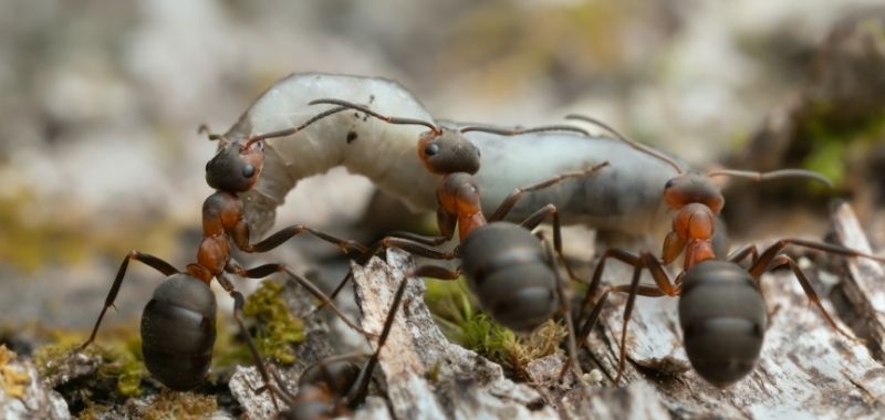 Ameisen tragen Nahrung